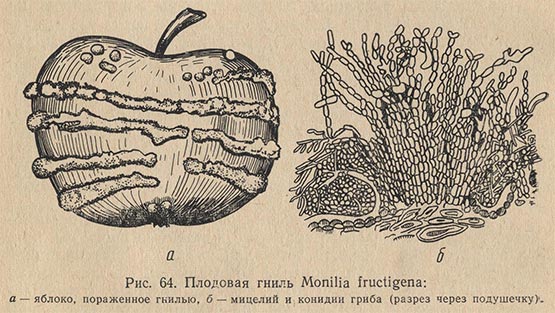 Плодовая гниль