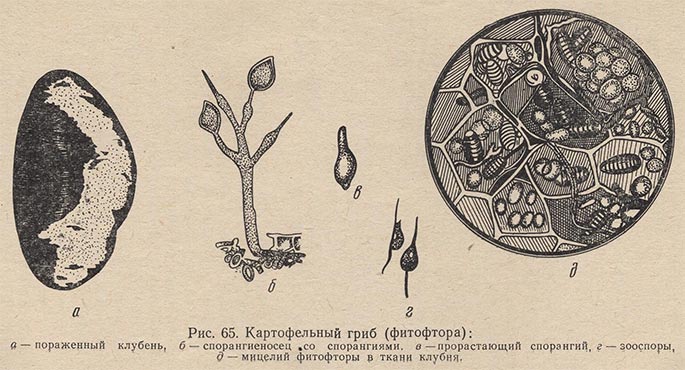 Картофельный гриб (фитифтора)