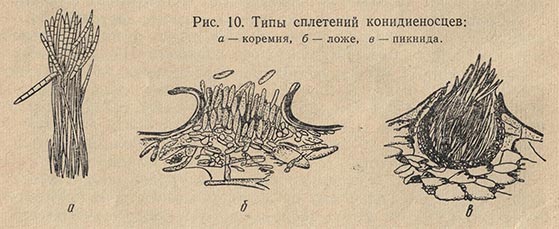 Типы сплетений конидиеносцев