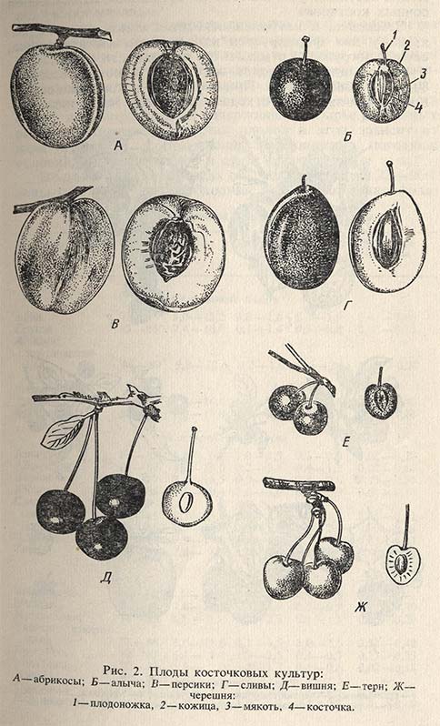 Плоды косточковых культур