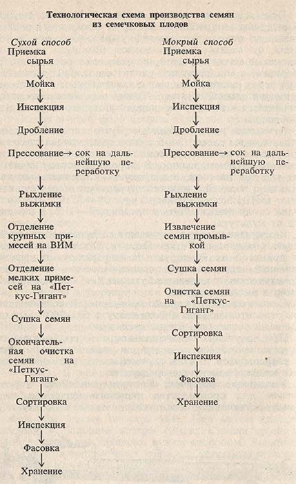 Технологическая схема производства семян из семечковых плодов