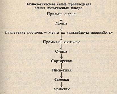 Технологическая схема производства семян косточковых плодов