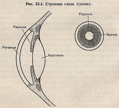 Строение глаза