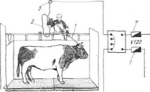 Схема электрооглушения крупного рогатого скота