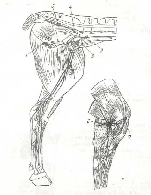 Лимфатические узлы конечностей коровы