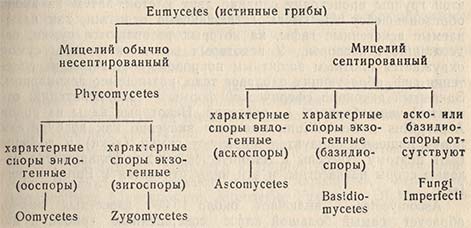 Истинные грибы