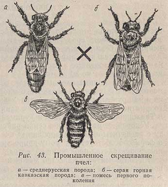 Промышленное скрещивание пчел