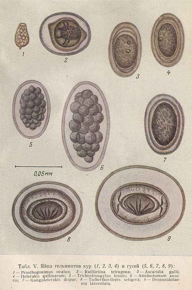 Яйца гельминтов кур и гусей