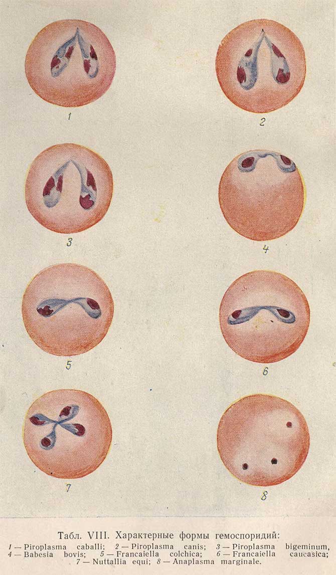 Характерные формы гемоспоридий