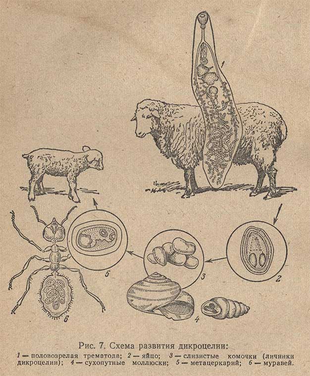 Схема развития дикроцелии
