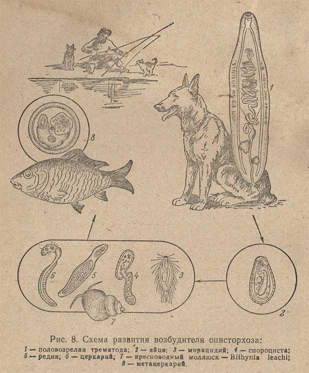 Схема развития возбудителя описторхоза