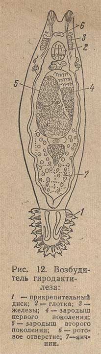 Возбудитель гиродактилеза