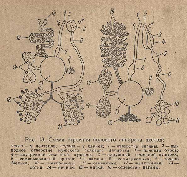 Схема строения полового аппарата цестод