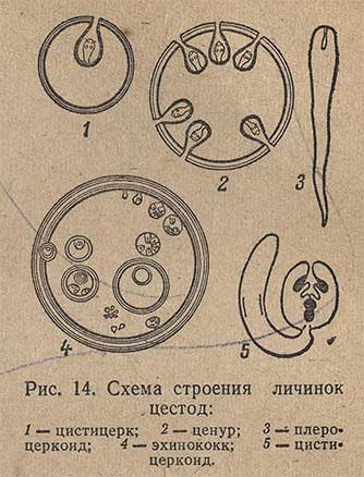 Схема строения личинок