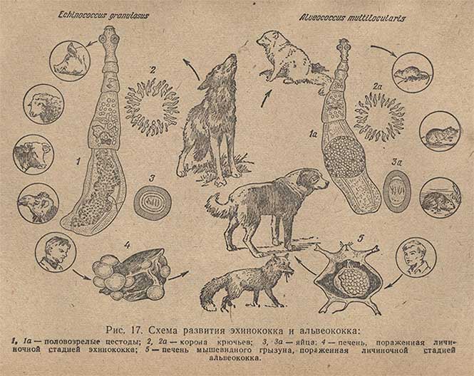 Схема развития эхинококка и альвеококка