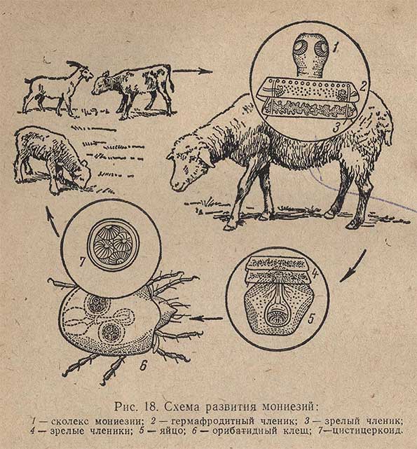 Схема развития мониезин