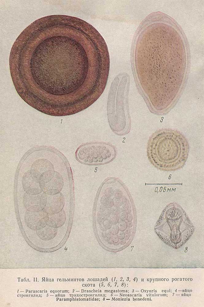Яйца гельминтов лошадей и крупного рогатого скота