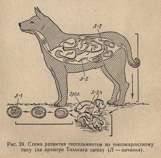 Неоаскаридоз телят - Морфология и биология возбудителя, патогенез .