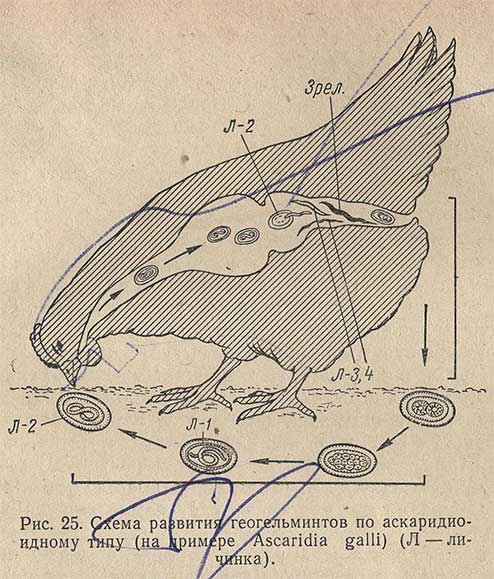 Схема развития геогельминтов по аскаридиоидному типу