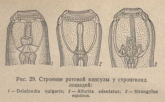 Строение ротовой капсулы у стронгилид лошадей