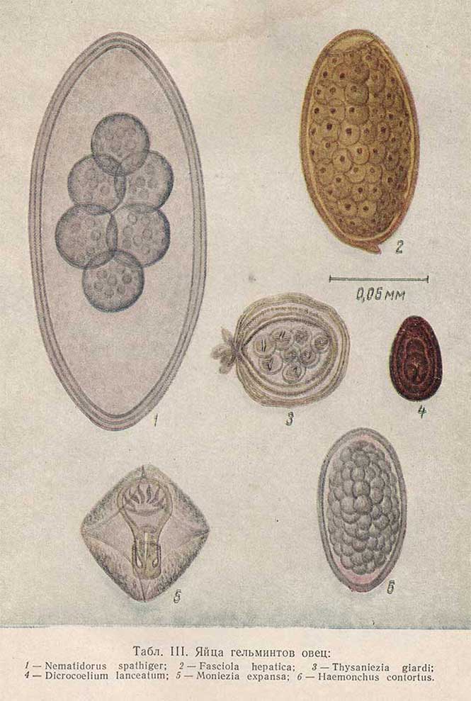 Яйца гельминтов овец