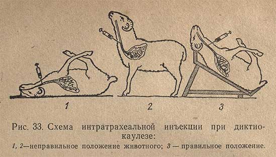 Схема интратрахеальной инъекции при диктиокаулезе