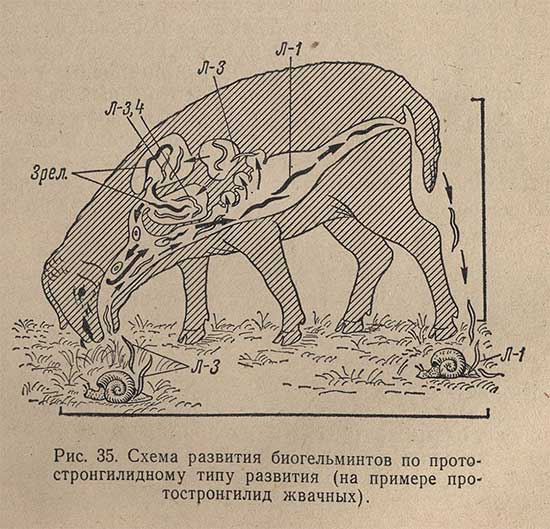 Схема развития биогельминтов по протостронгилидному типу развития