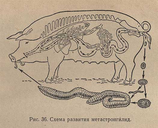 Схема развития метастронгилид