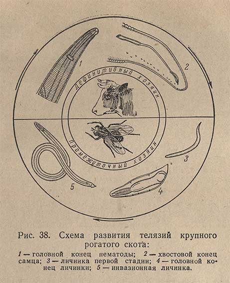 Схема развития телязий крупного рогатого скота