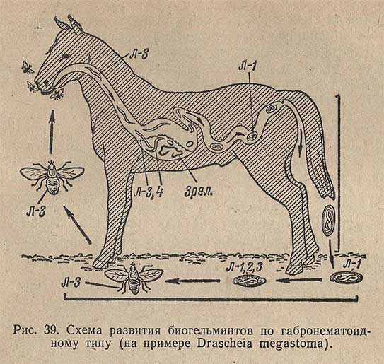 Схема развития биогельминтов по габронематоидному типу