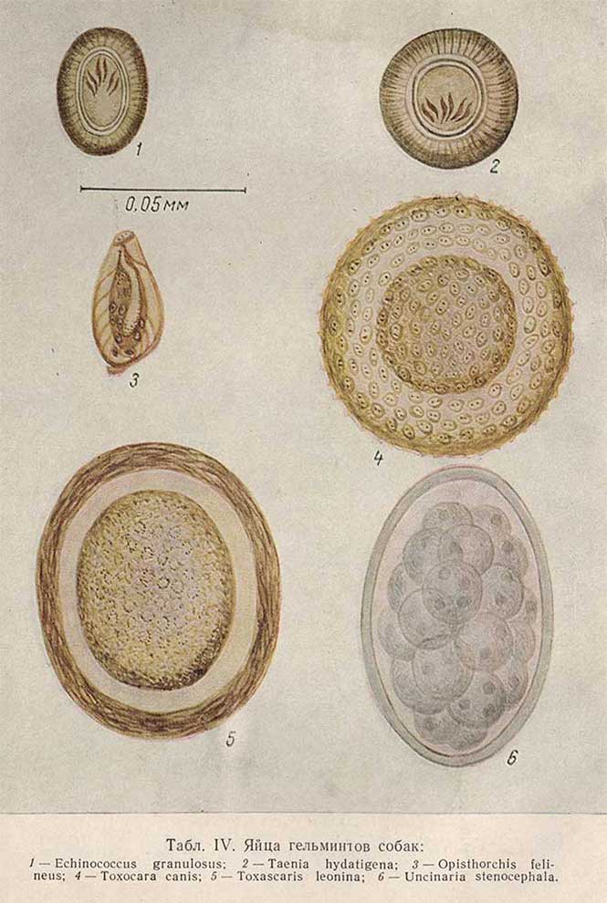 Яйца гельминтов собак