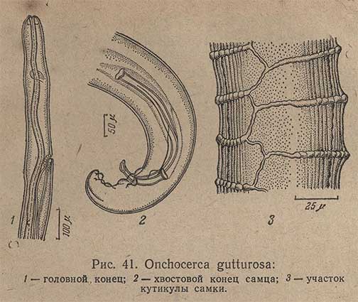 Onchocerca gutturosa