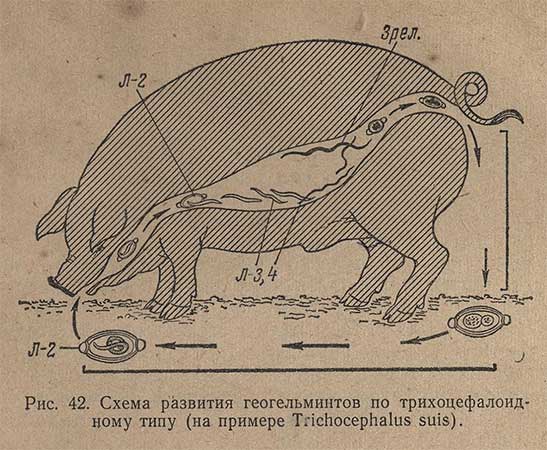 Схема развития геогельминтов по трихоцефалоидному типу