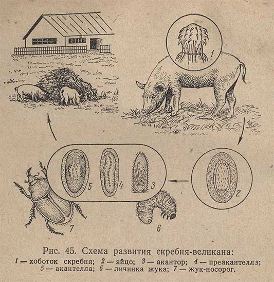 Схема развития скребня-великана