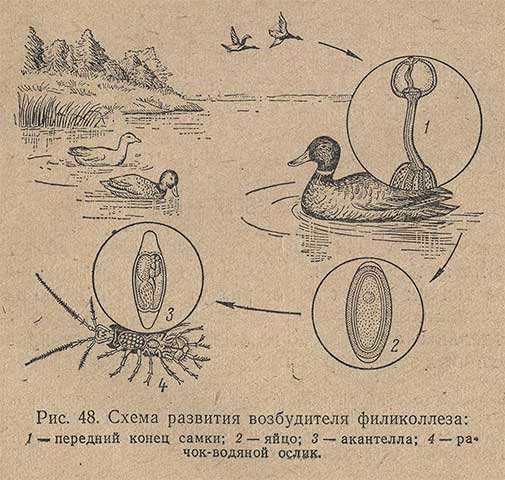 Схема развития возбудителя филиколлеза