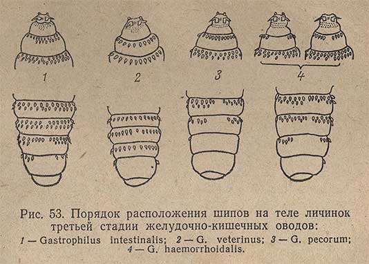 Порядок расположения шипов на теле личинок третьей стадии желудочно-кишечных оводов