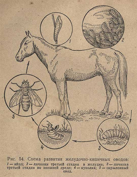 Болезнь лошадей 3. Гастрофилез лошадей жизненный цикл. Схема развития лошадиной аскариды. Цикл развития желудочного овода. Биология развития гастрофилёза лошадей.
