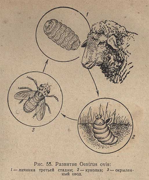 Развитие Oestrus oves
