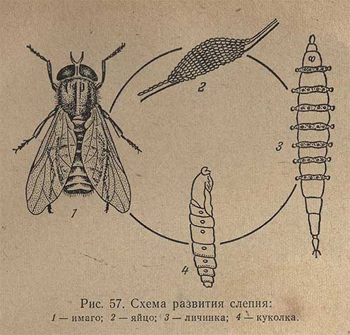 Схема развития слепня