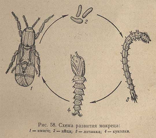 Схема развития мокреца