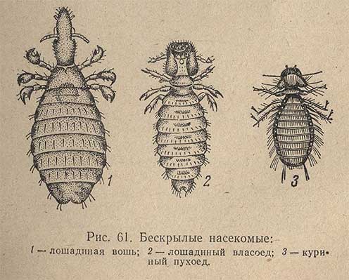 Бескрылые насекомые: 1 - лошадиная вошь; 2 - лошадиный власоед; 3 - куриный пухоед.