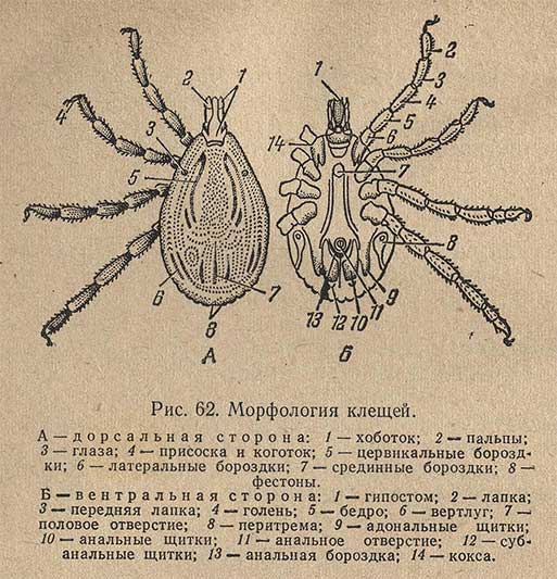 Морфология клещей