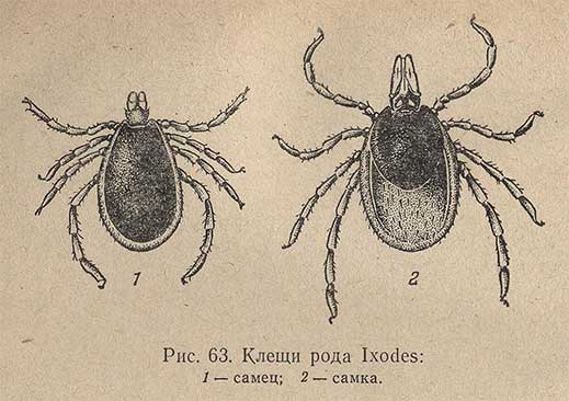 Клещи рода Ixodes