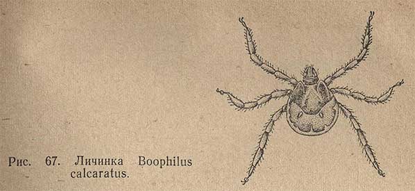 Личинка Boophilus calcaratus