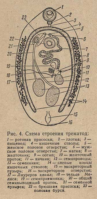 Схема строения трематод