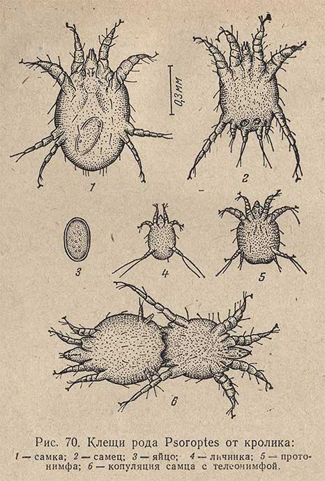 Клещи рода Psoroptes от кролика