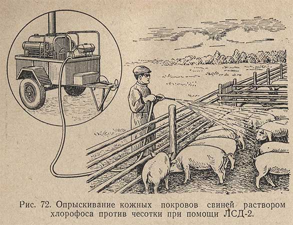 Опрыскивание кожных покровов свиней раствором хлорофоса против чесотки при помощи ЛСД-2