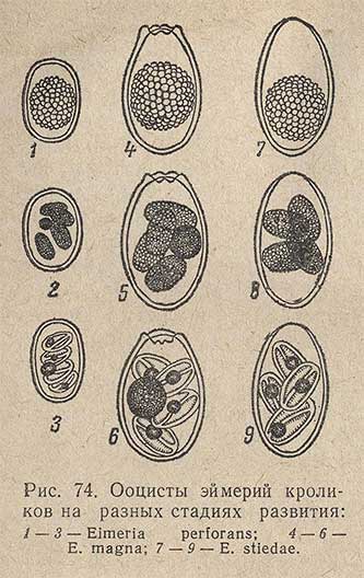 Ооцисты эймерий кроликов на разных стадиях развития