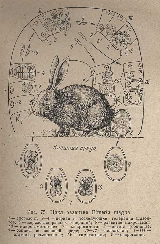 Цикл развития Eimeria magna