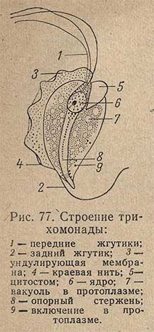 Строение трихомонады